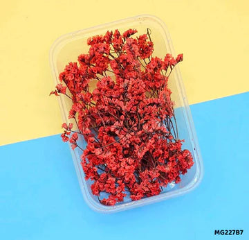 Dry Flower Box l Pack of 1 l Mg227B7
