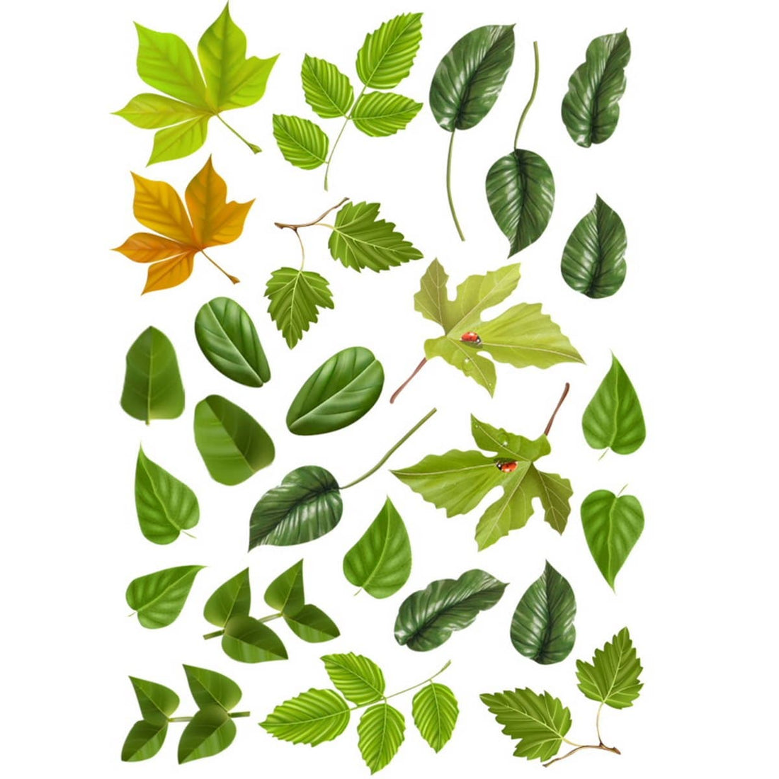 Nature's Tapestry: Resin Flower Printed Sheet A4