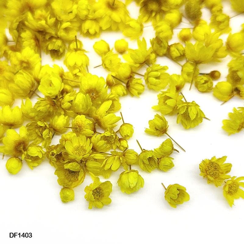 Dry Flower 140Pcs Round Box Yellow     Code  Df1403