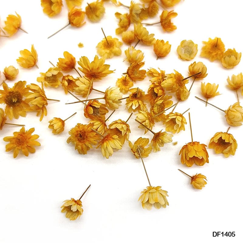 Orange Dried Flowers in Round Box for Resin Art & Crafts